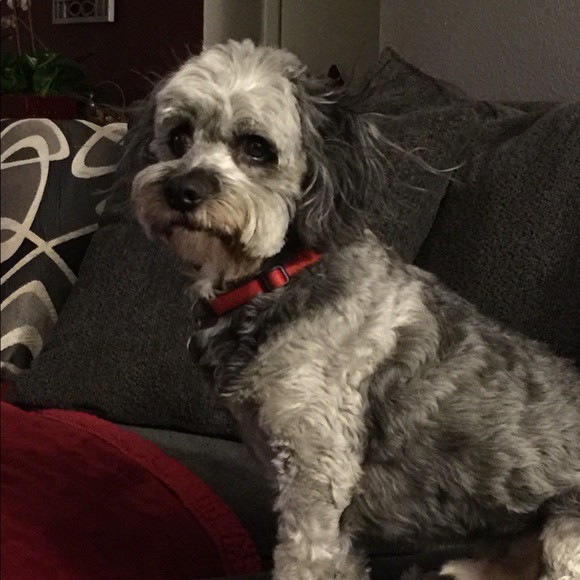 Meet your Posher, Dottie - Picture 1 of 1